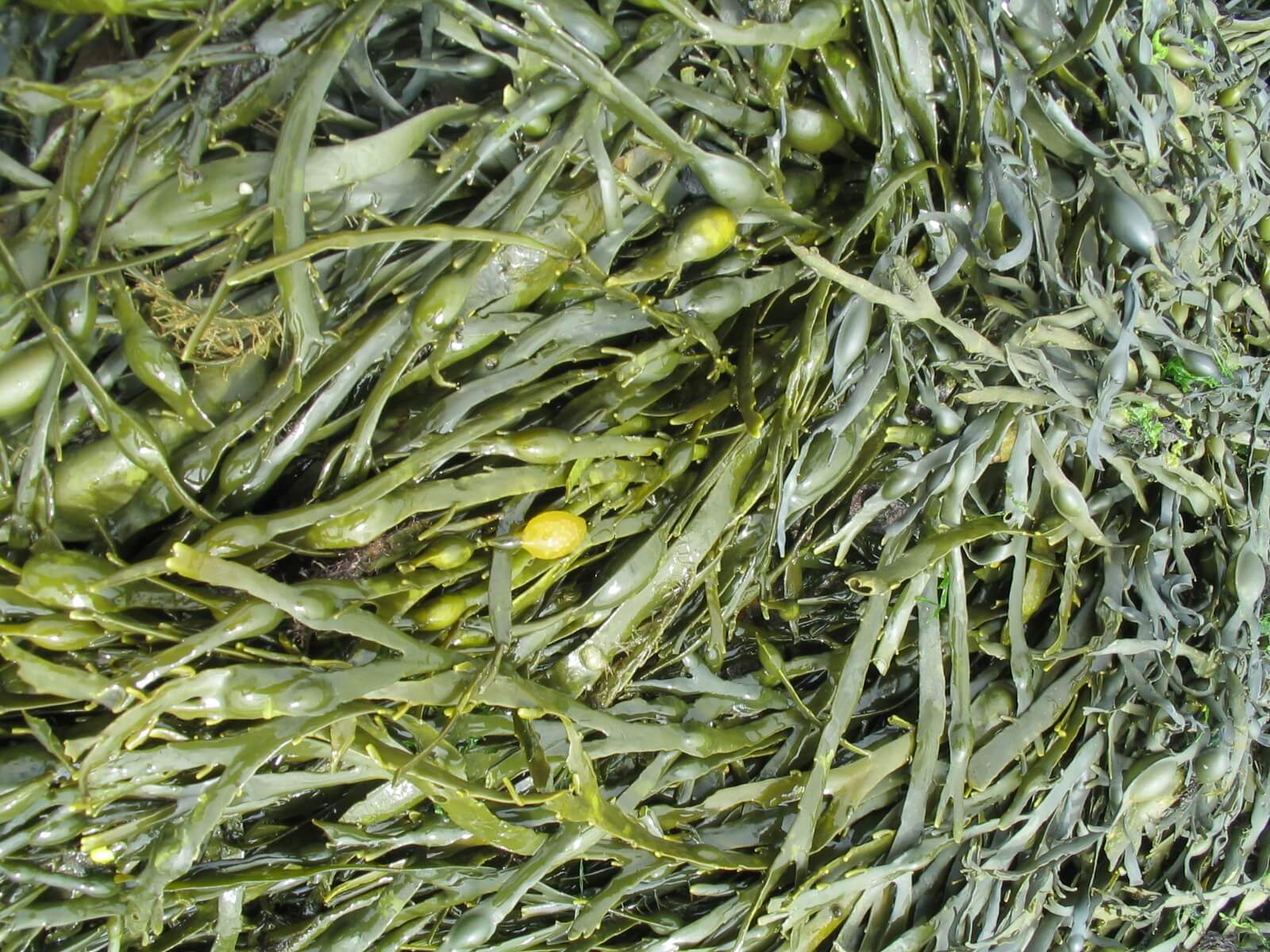 Mořské řasy Kelp