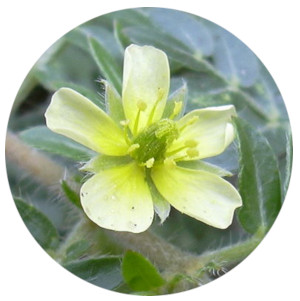 Clavin zloženie - Tribulus Terrestris