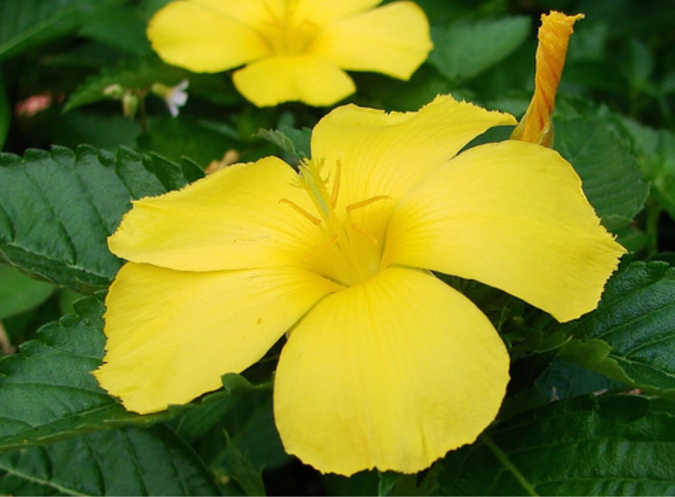 damiana