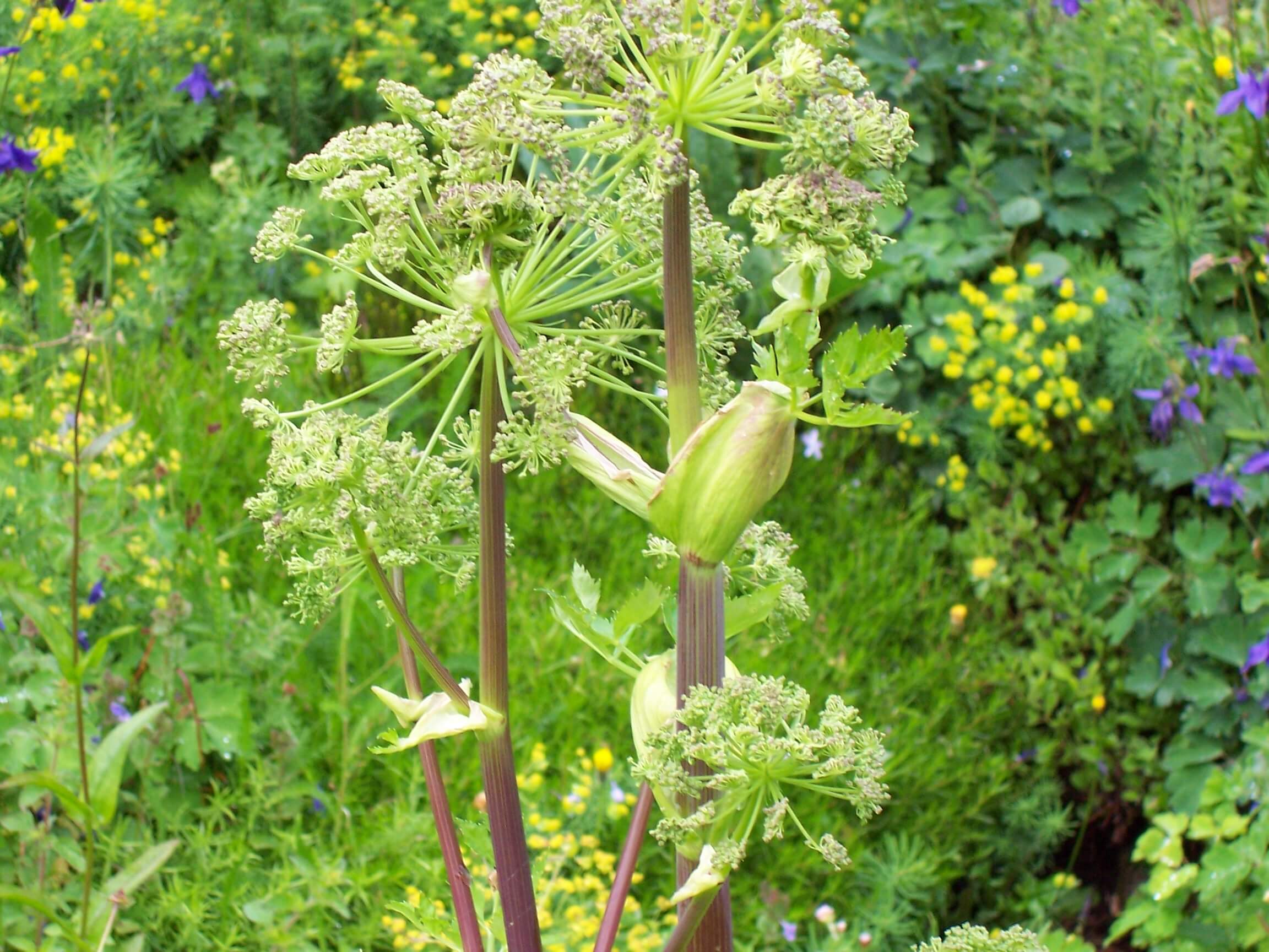 angelica archangelica