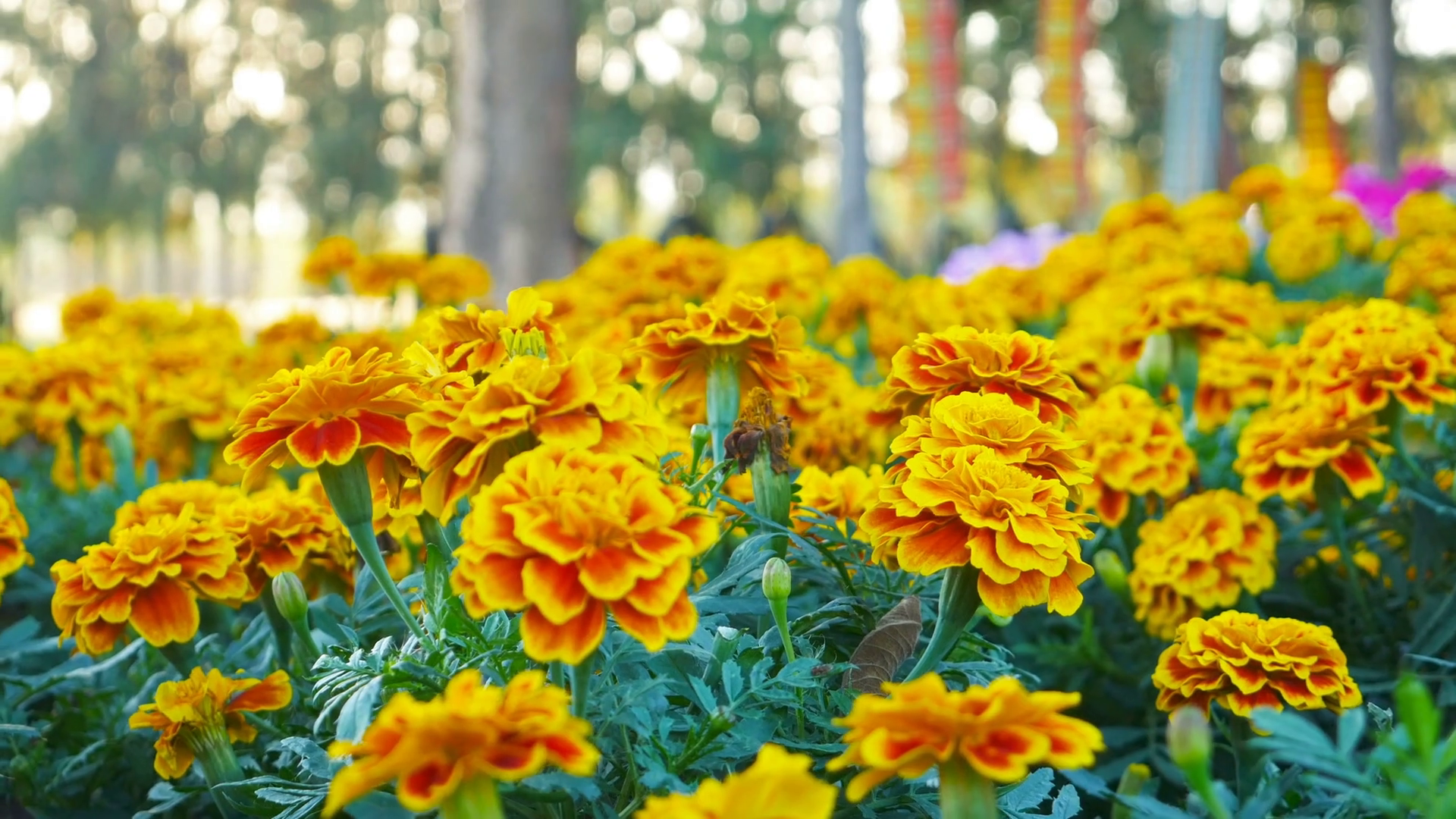 Tagetes erecta, Aksamitník vzpřímený