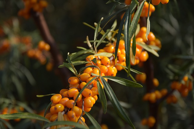 obranyschopnost vitamin e