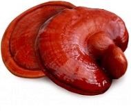 reishi huba