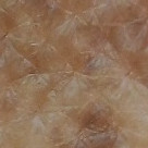 pigment