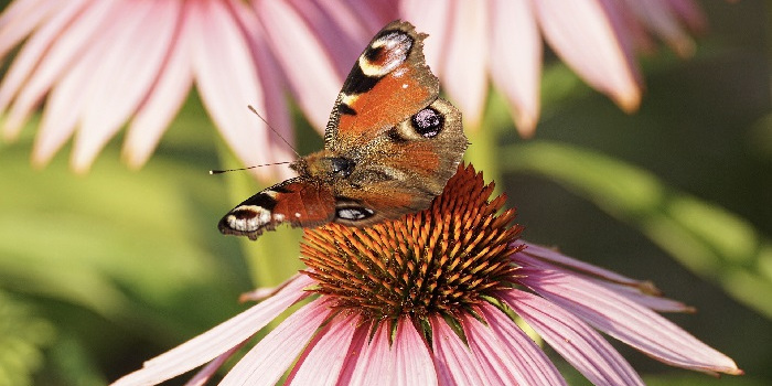 echinacea , imunita , nachlazení , česnek , rakytník , brusinky