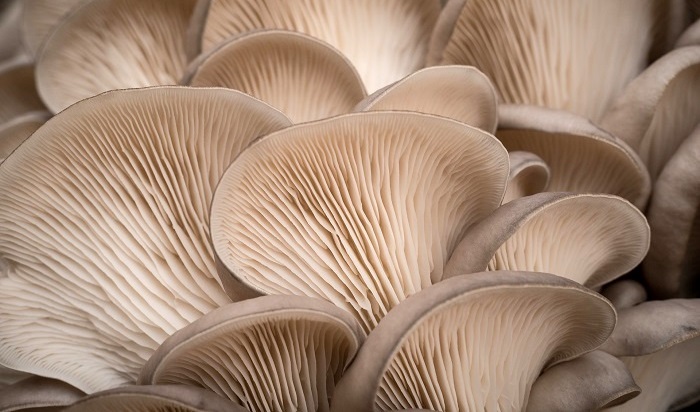 hlíva ústřičná , vitamin , minerály , infekce , regenerace , imunita