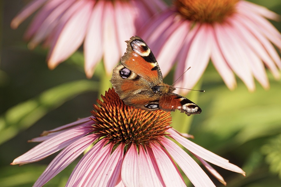 echinacea , imunita