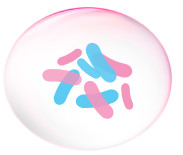 probiotika