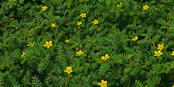 Tribulus
