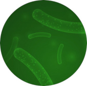 Prebiotika