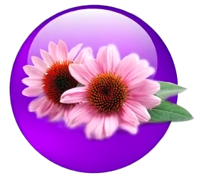 Echinacea