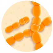 nejlepší probiotika Streptococcus thermophillus