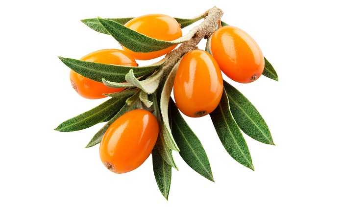 Rakytník řešetlákový