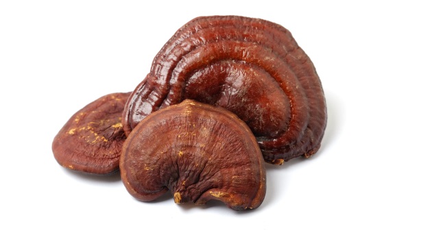 reishi, terezia reishi