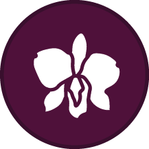 Extrakt z černé orchideje