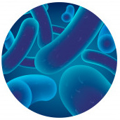 nejlepší probiotika Lactobacillus
