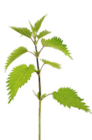 kopriva