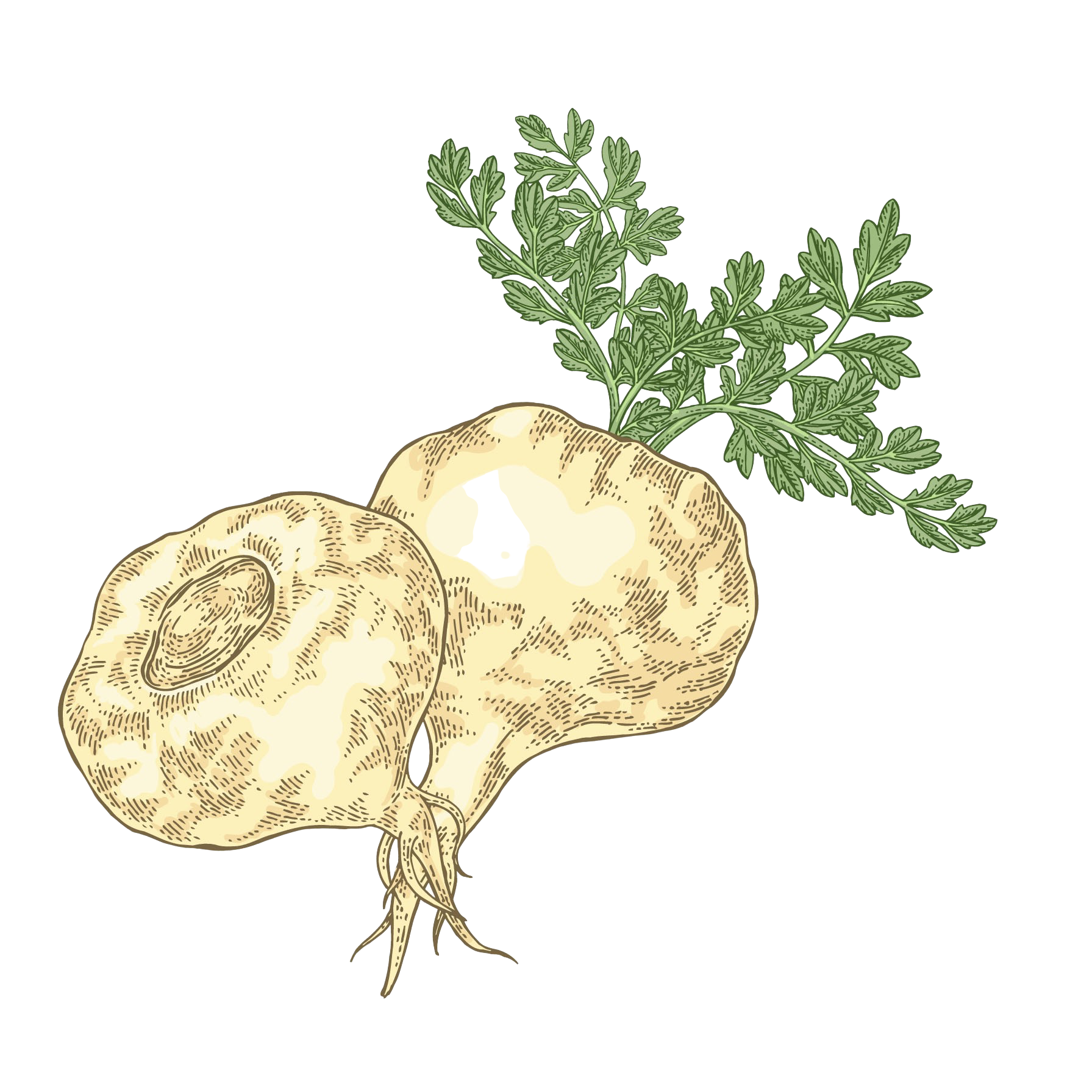 maca koren, potence
