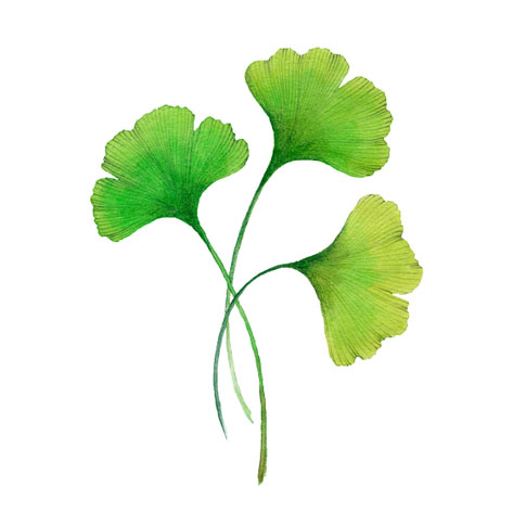ginkgo
