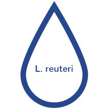 L. reuteri