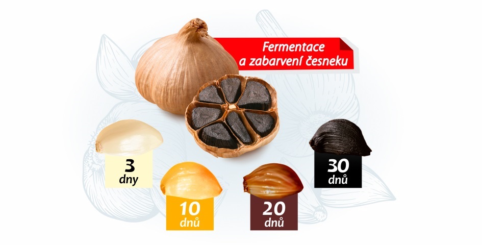 fermentace černého česneku