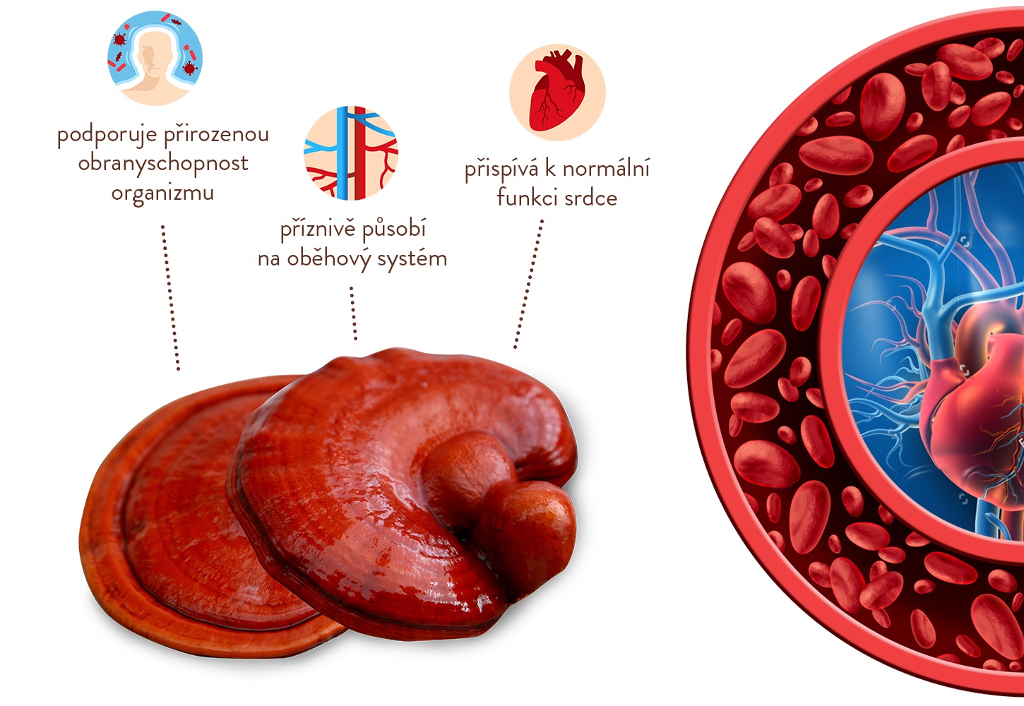reishi přínosy