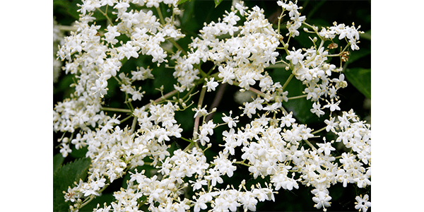 bezinka