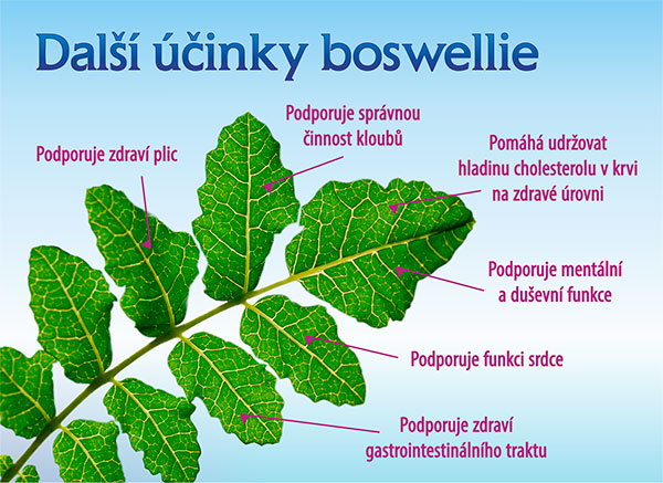Terezia, klouby fit, zdroj hořčíku, vápníku a vitamínu D, bez konzervantů, bez lepku, pro zdravé kosti a klouby, Boswellia serrata- kadidlovník pilovitý-činnost kloubů