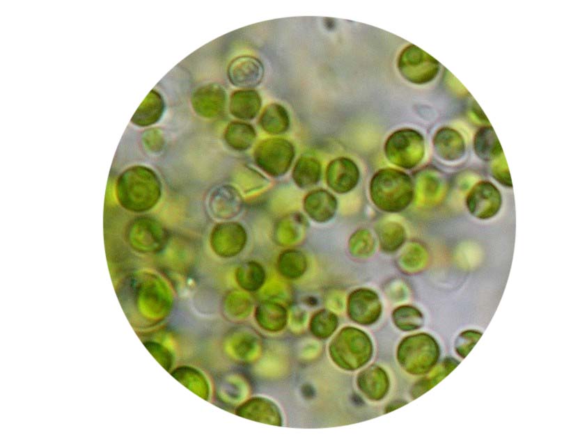chlorella