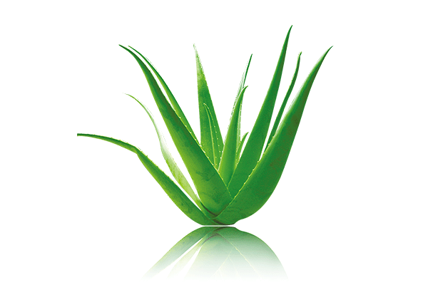 Activaloe forte, lekarenska aloe, imunita, detoxikace, zažívání, pokožka, střevní trakt