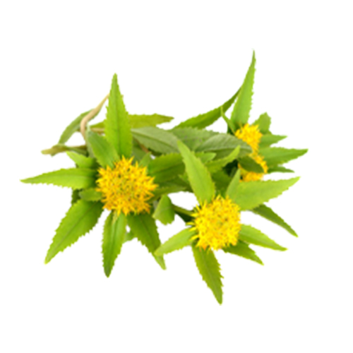 Proerecta shot, bylinné složení, L-Arginin (500 mg), Rhodiola rosea - Rozchodnice růžová