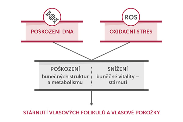 Revalid, Anti-aging Fuid, Chrání vlasy a pokožku hlavy před negativními vlivy, DN-Age™