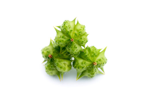 tribulus