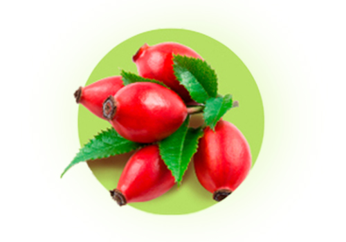 Terezia hlíva ústřičná + lactobacily, imunita, Hlíva ústřičná, šípek, lactobacily
