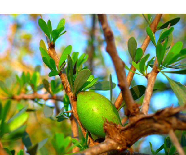 argan