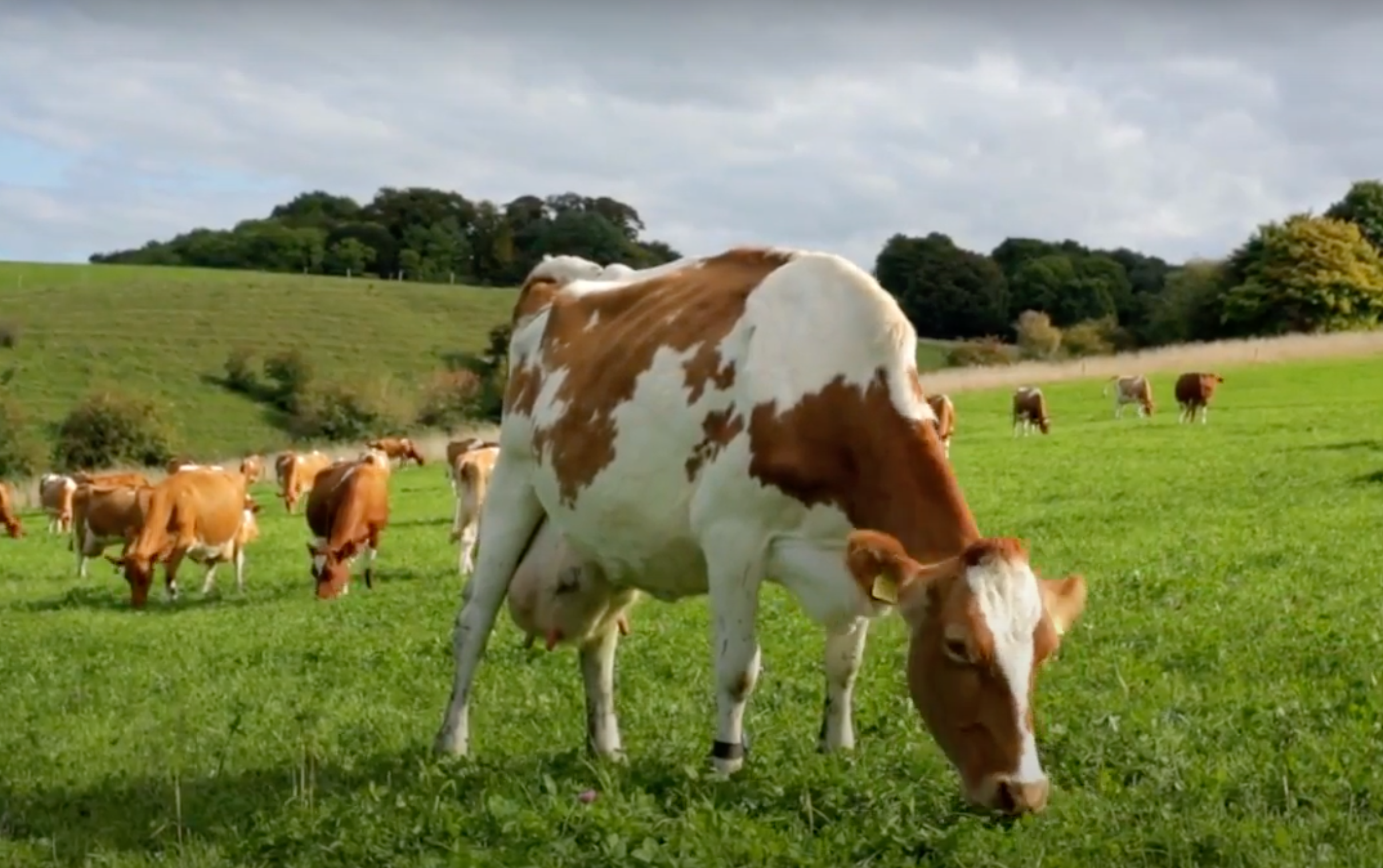 organic bio mleko
