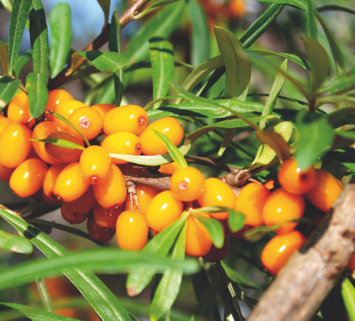 Terezia Vitamin C trio natur, Rakytník řešetlákový