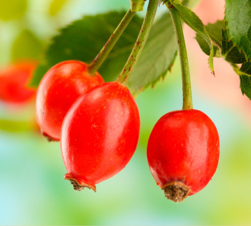 Terezia Vitamin C trio natur, Šípek