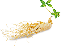 ženšen pravý, Panax ginseng