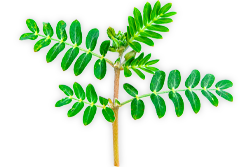 Tribulus terrestris extrakt, kotvičník zemní, normální činnost reprodukčního systému
