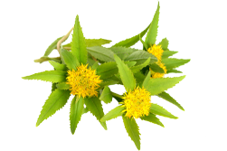 rozchodnice růžová, Rhodiola rosea extrakt, adaptogen