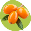 rakytník, vitamín c