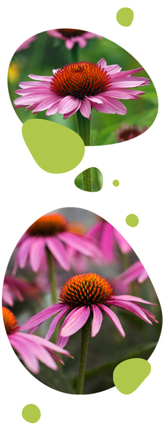 echinacea