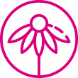 echinacea, GS Echinacea Forte 600 70+20 tablet