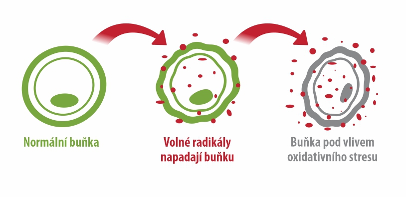 Terezia, hlíva ústřičná, enzymy, Imunita, co jsou enzymy