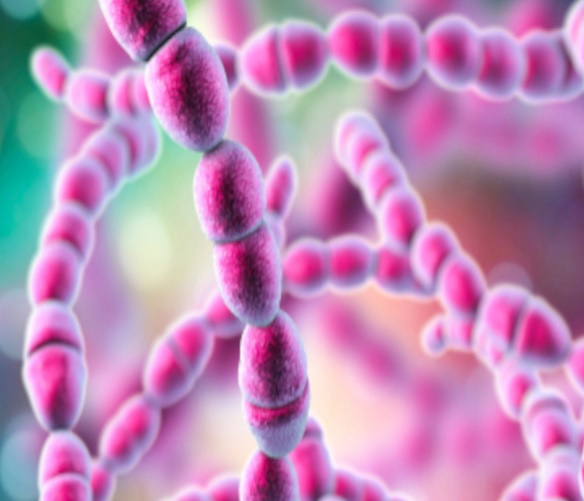 Streptococcus salivarius