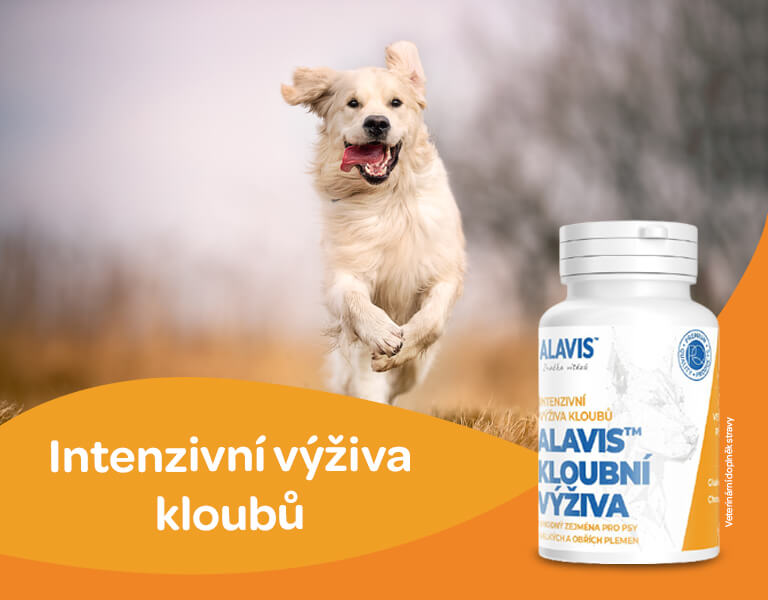 léky na bolest kloubů pro psa)