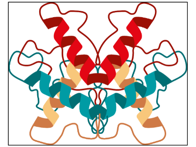 enzym