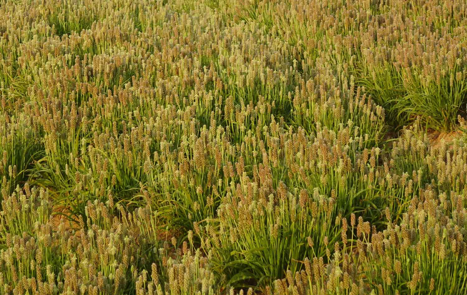 Plantago psyllium