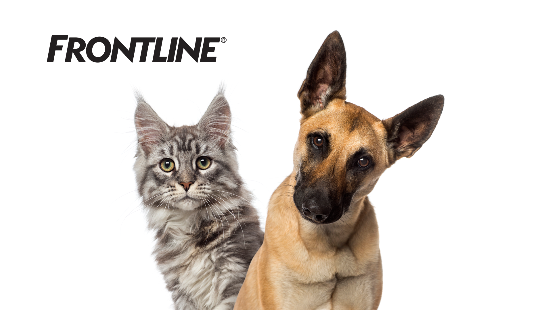 Frontline